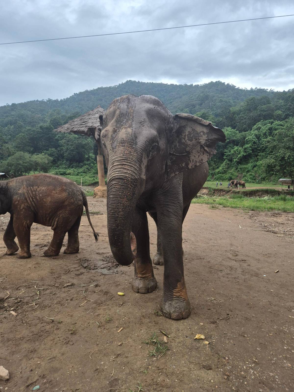 Chiang Mai: Elephant Sanctuary, Long Neck & Sticky Waterfall