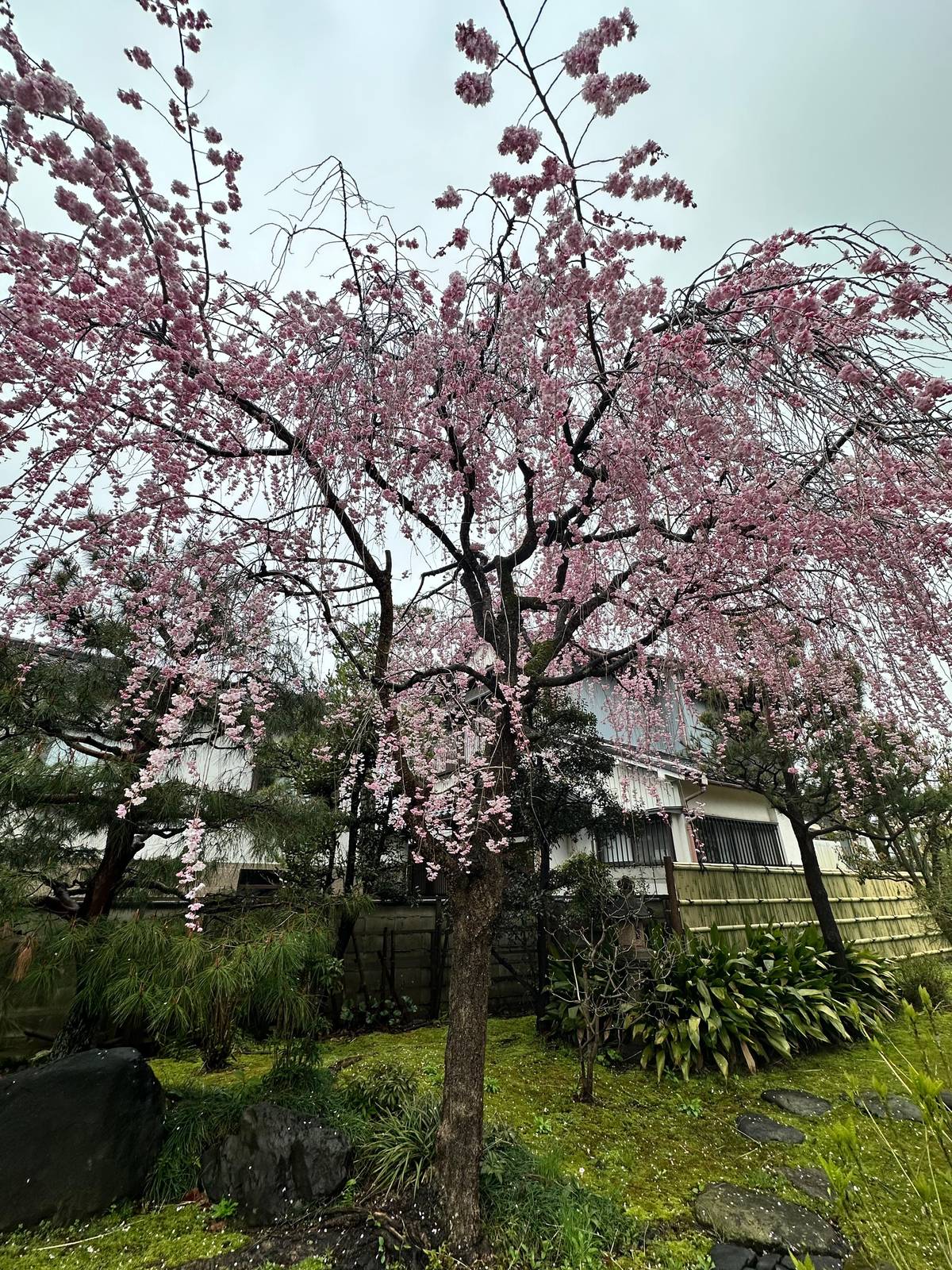 Kanazawa: Samurai, Matcha, Gardens and Geisha Full-Day Tour