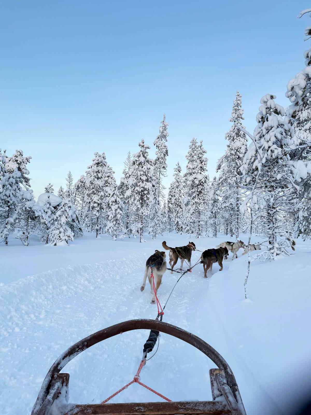 Levi: 5 km Self-Driven Husky Ride in a Snowy Forest