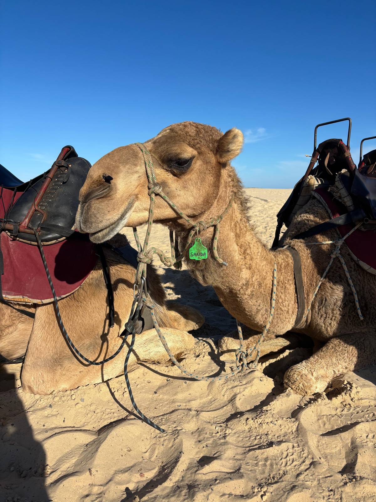 Hunter Valley winery lunch and Port Stephens sand dunes tour