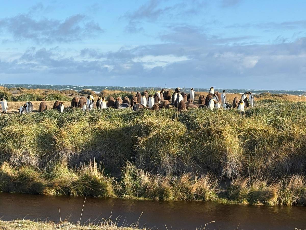 Full-Day King Penguin & Tierra del Fuego Tour from Punta Arenas
