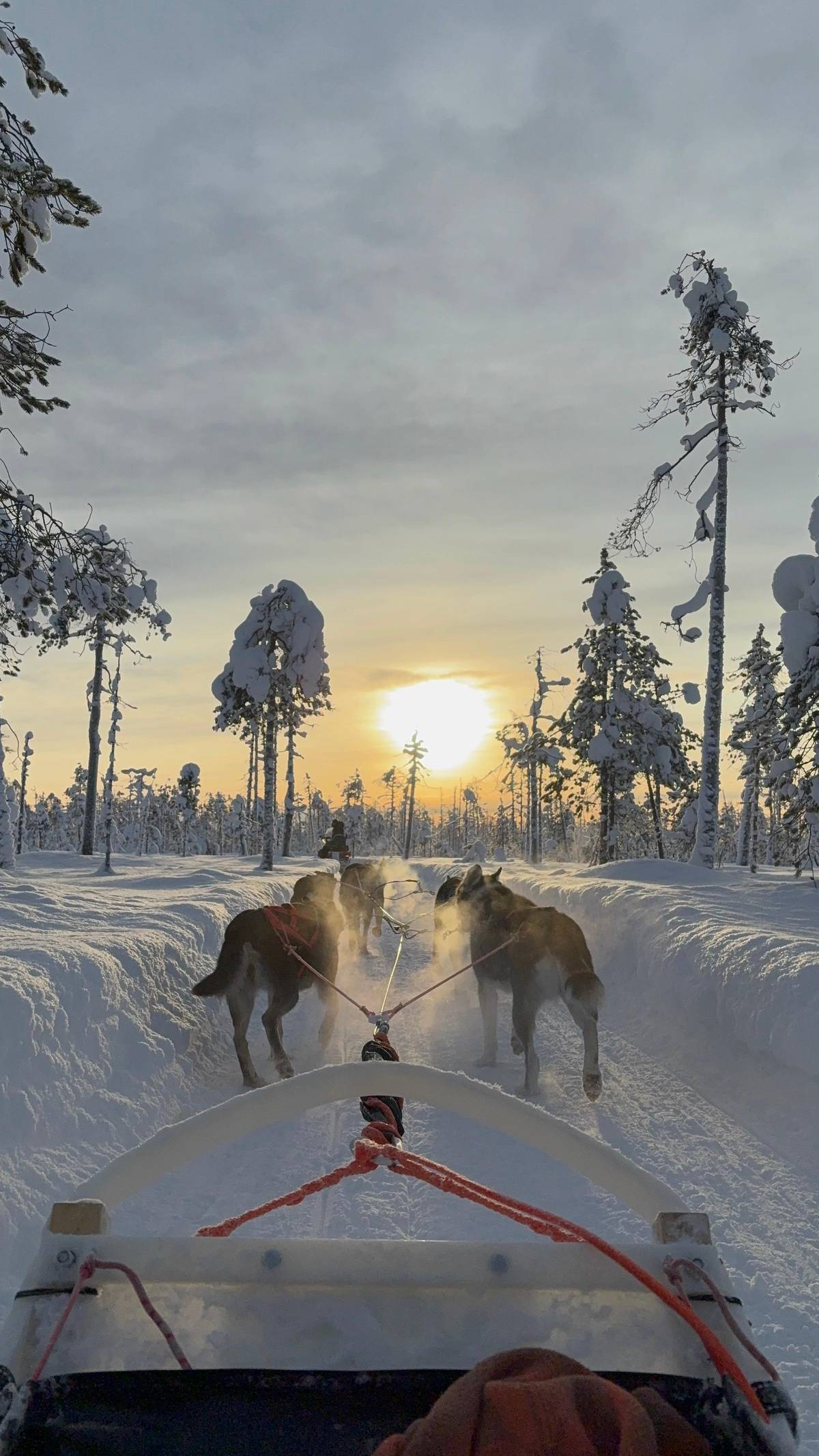 The team running towards a low golden sun, seen from the sled