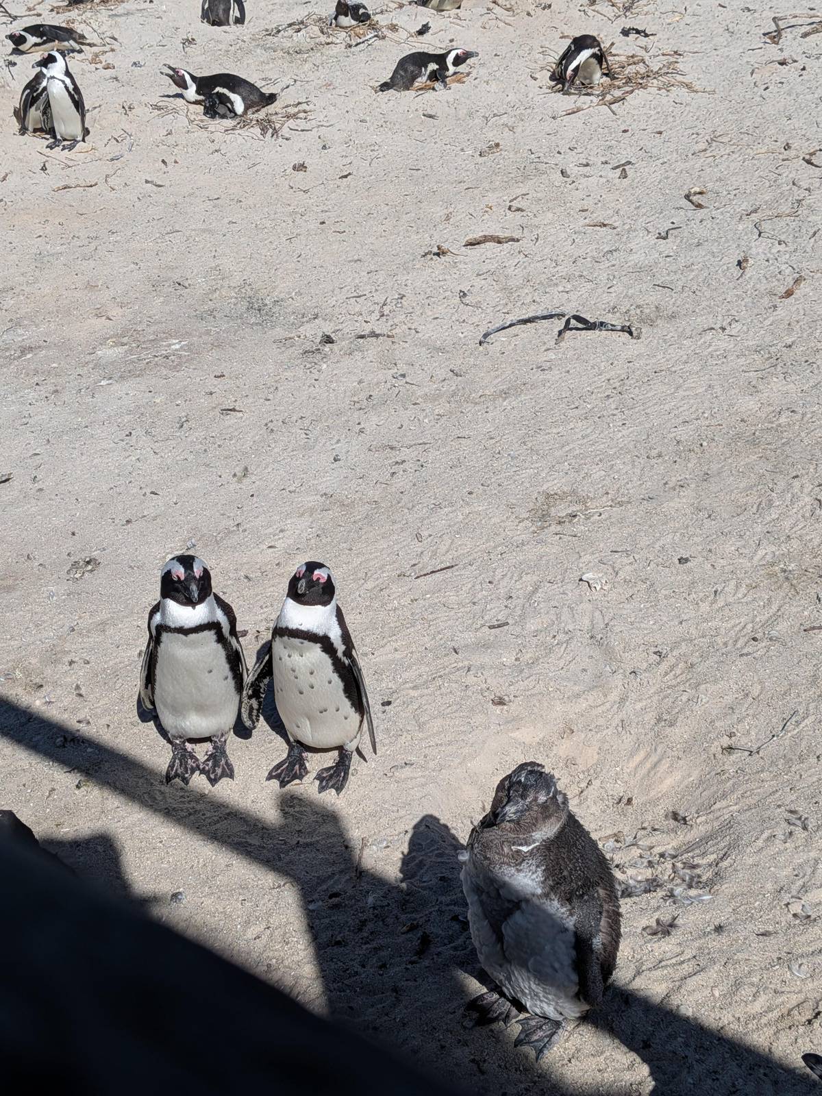 From Cape Town: Cape Point and Boulders Beach Half-Day Tour
