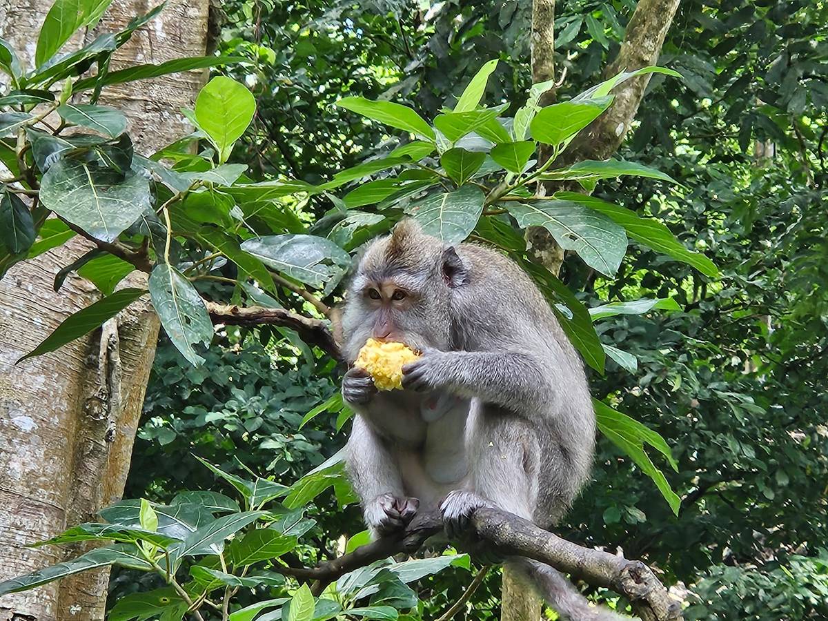 Ubud: Sacred Monkey Forest Sanctuary Ticket and Guided Tour