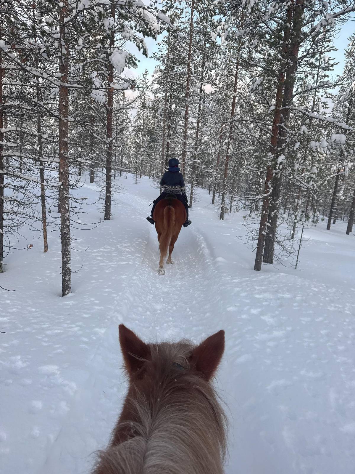 Saariselkä: Arctic Trail Horse Riding Tour