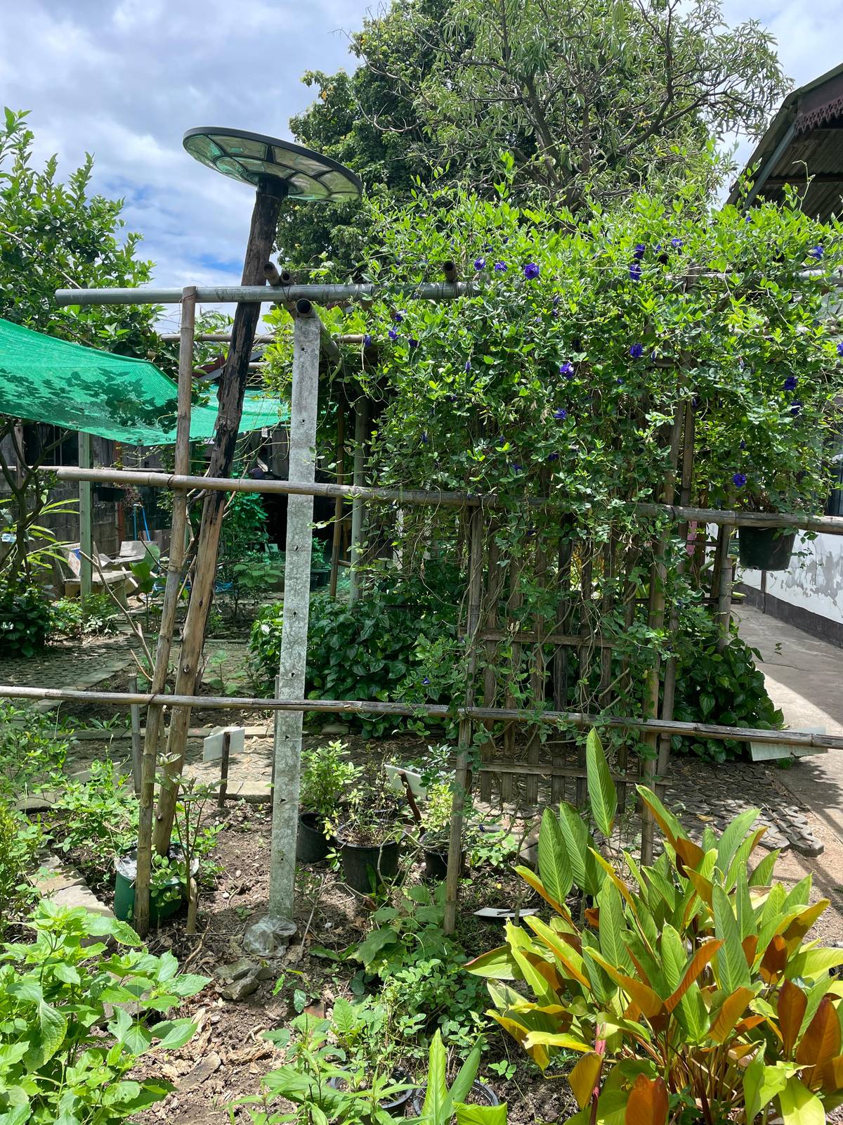 Best cooking class in Chiang Mai? Farm, market or town kitchen compared