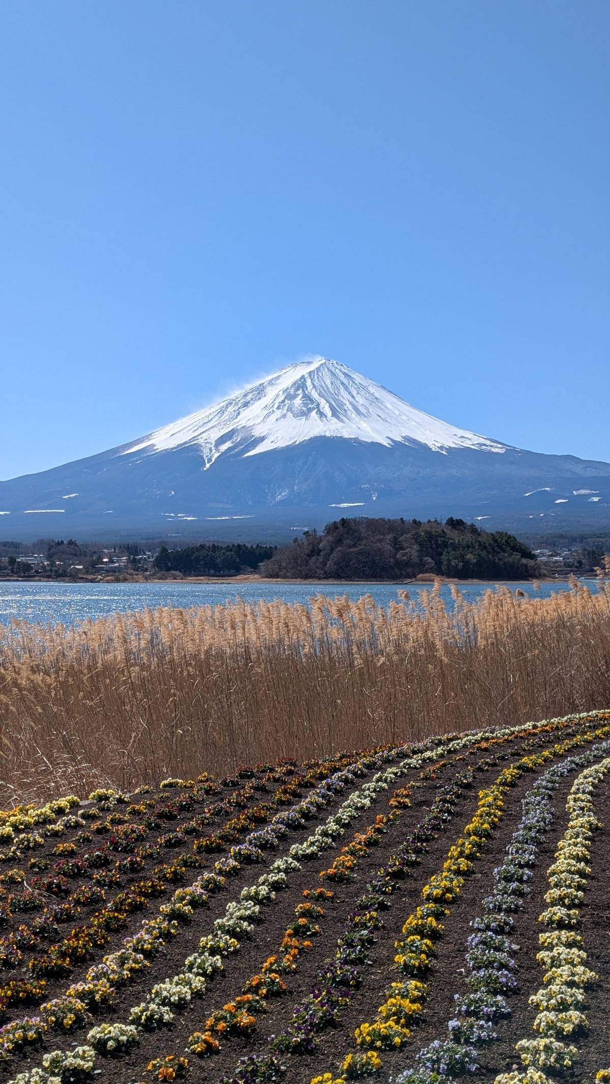 Snow-capped Fuji above Lake Kawaguchi and dry reeds