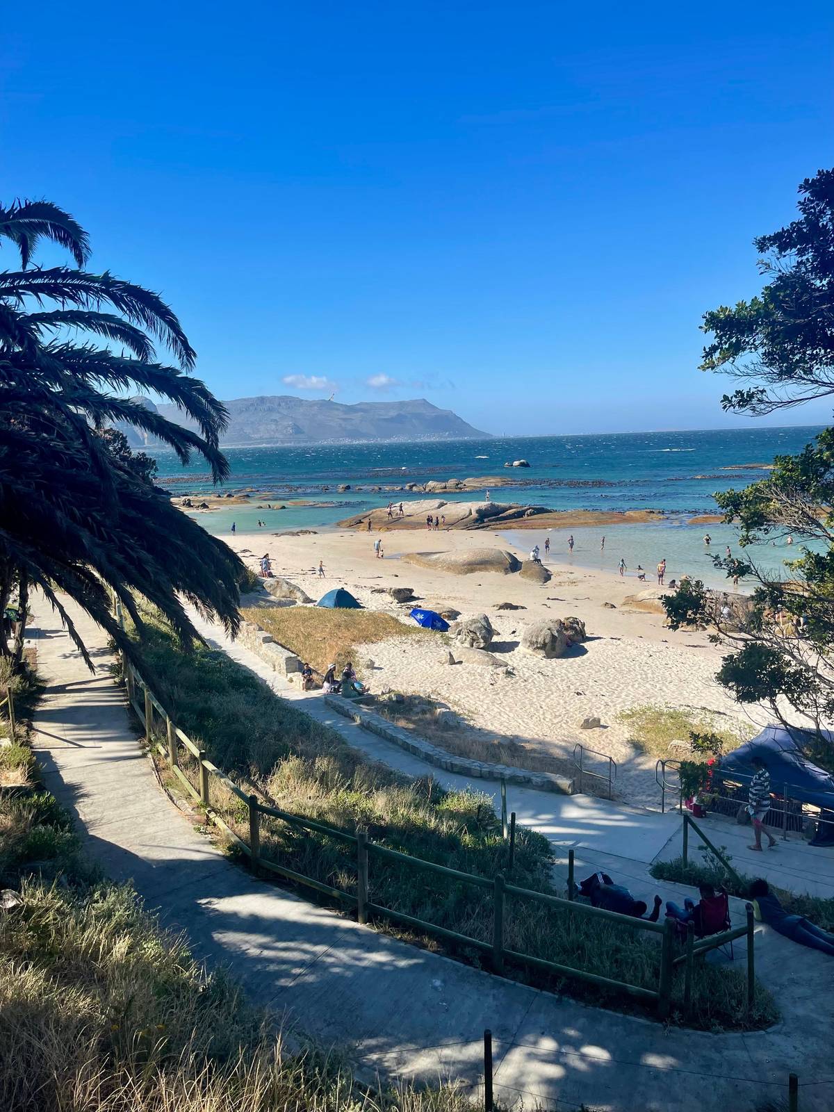 Swimming with penguins at Boulders Beach: what SANParks allows
