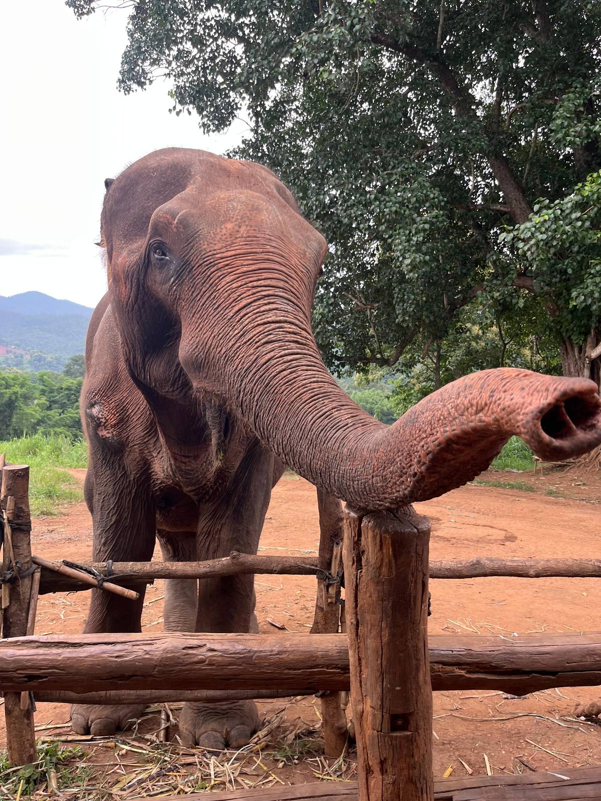 Chiang Mai 2-Day: Good Morning Elephant & Overnight Homestay