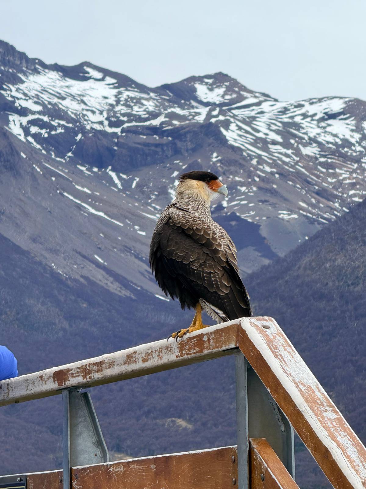 A crested caracara on the walkway railing