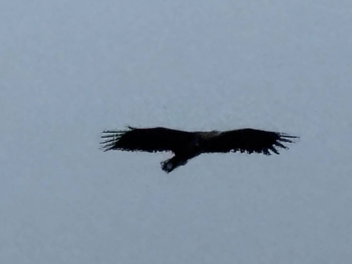 RIB sea eagle safari and Trollfjord trip from Svolvær