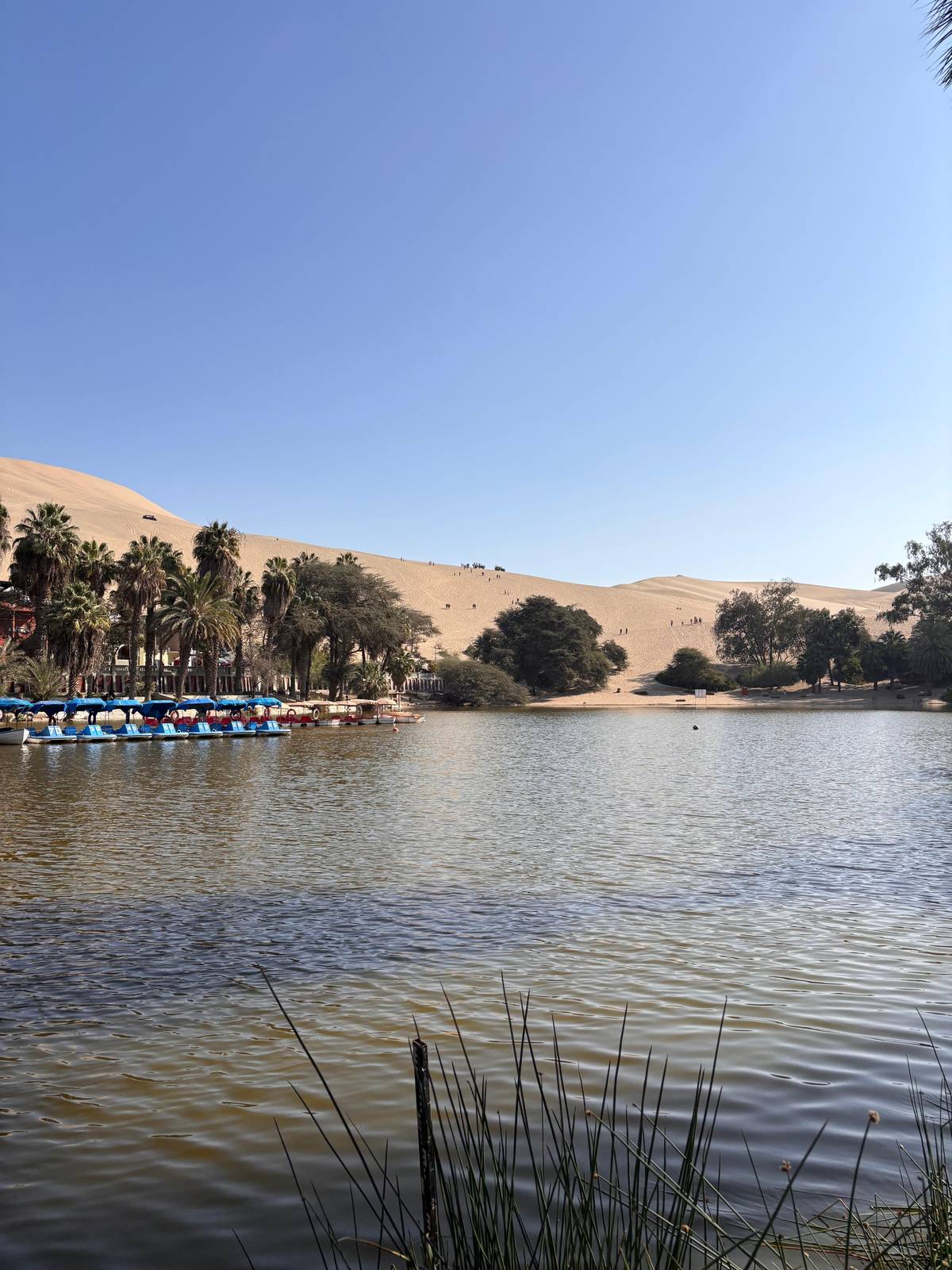Palm trees and pedal boats on the Huacachina lagoon