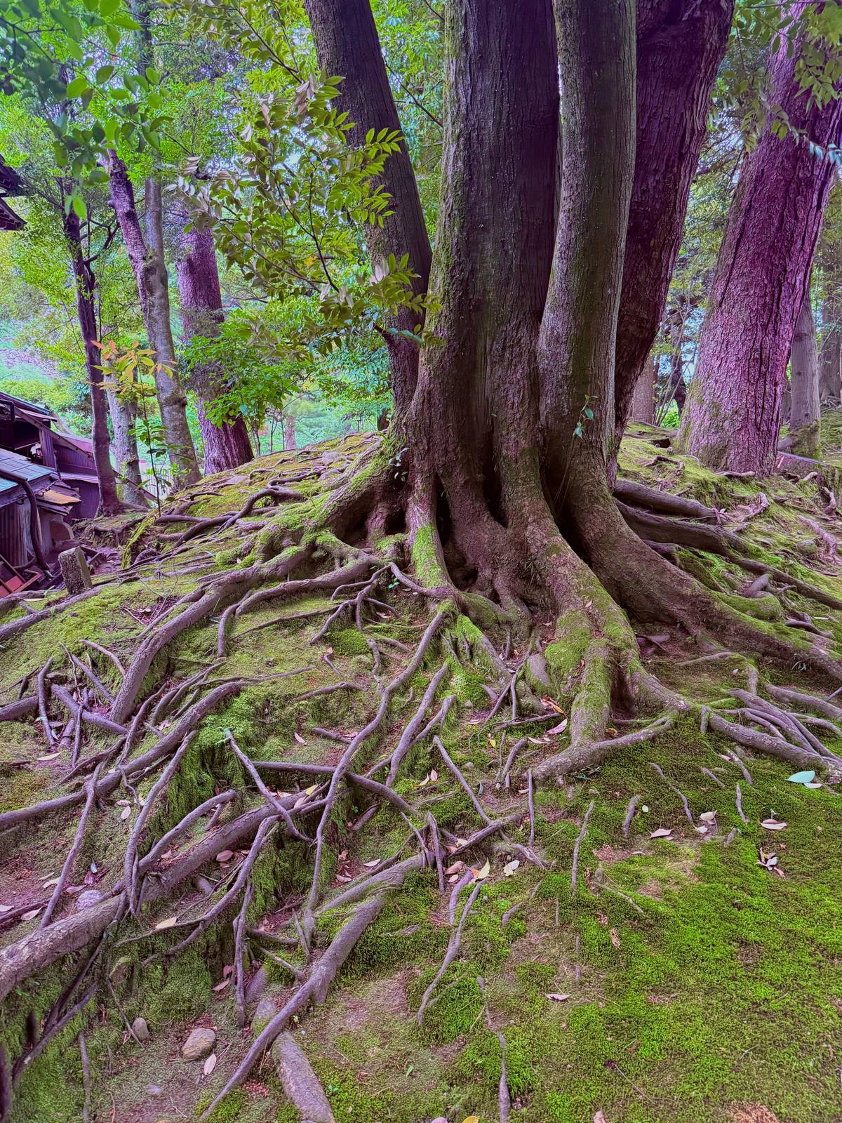 The exposed roots of an old pine in Kenroku-en