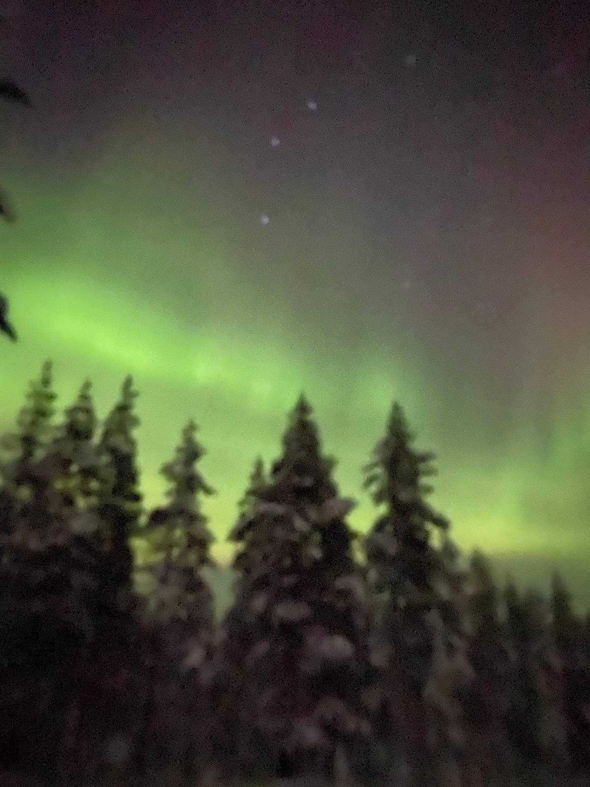 Green light behind a line of spruce