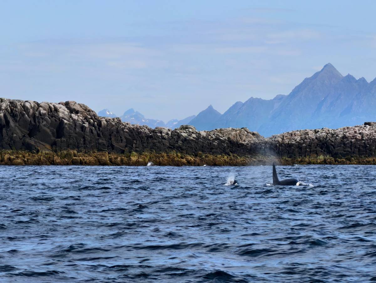 Whales and wildlife RIB safari from Henningsvær