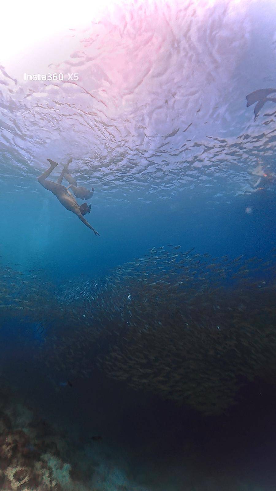 A free diver over the dark mass of fish