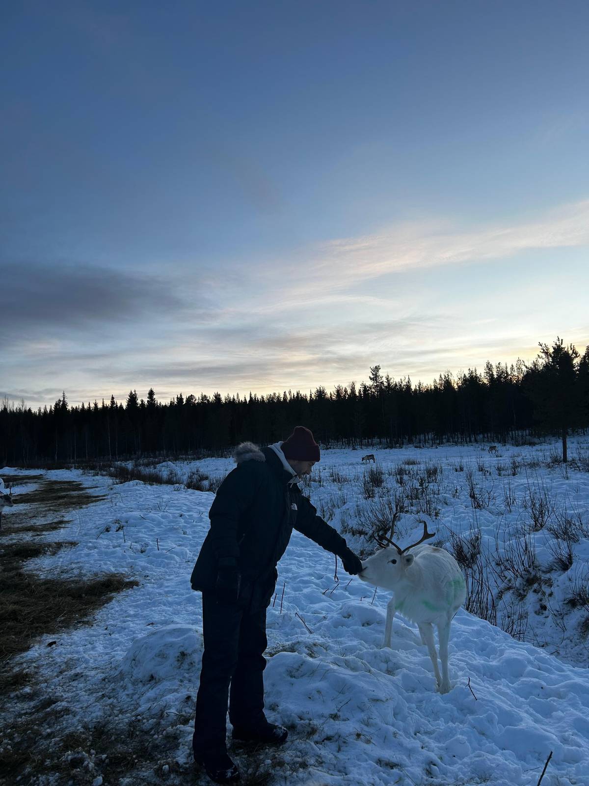 Rovaniemi: Reindeer Farm Visit, Walk-Along and Local Culture