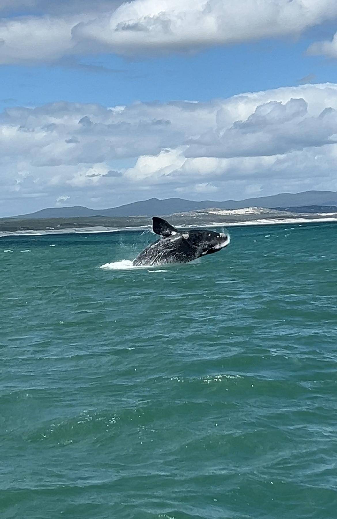 A whale leaps out of the water