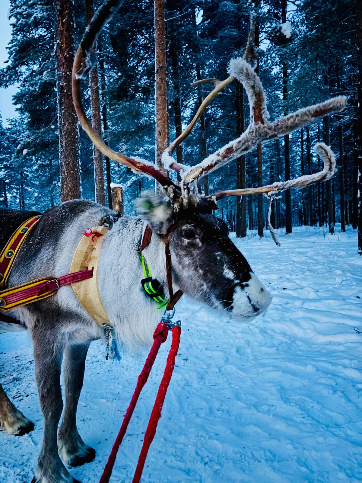 A reindeer in a red harness under tall snowy pines