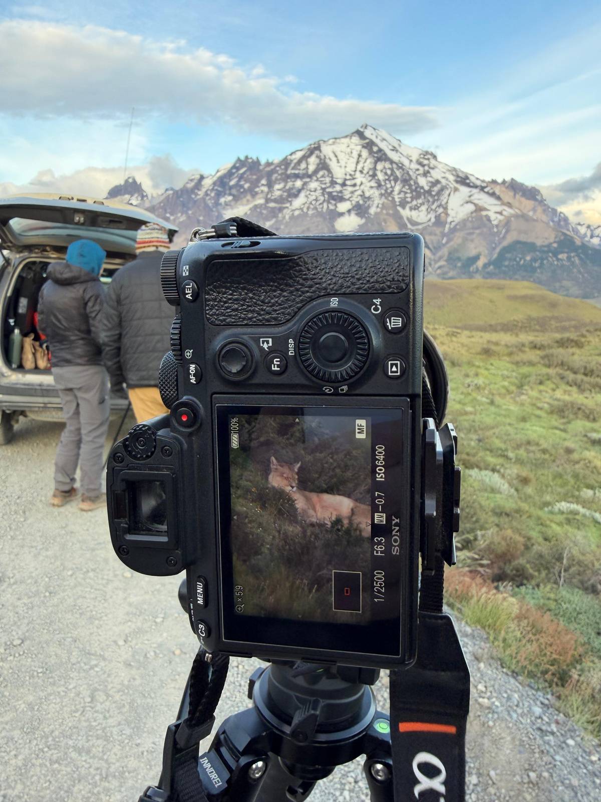 Puma Watching in Torres del Paine: Private Wildlife Expedition