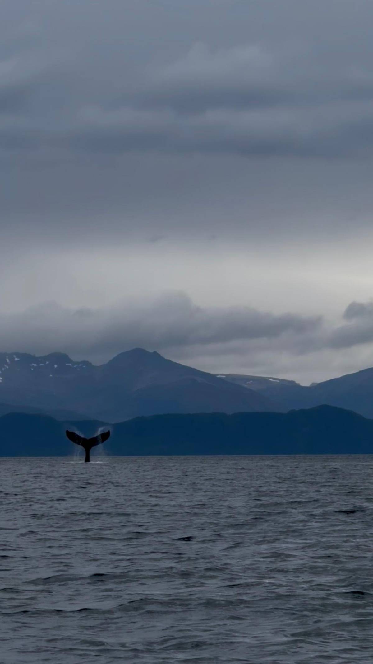 Whale watching by kayak