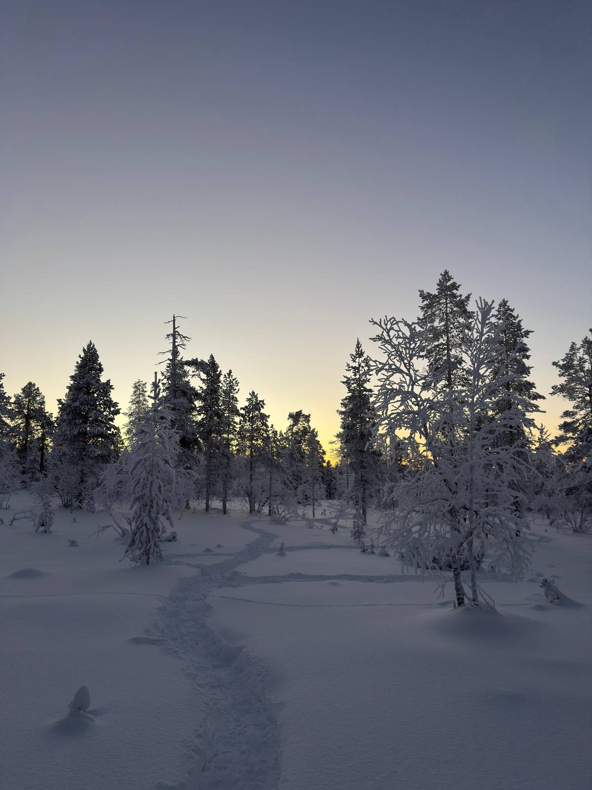 Saariselkä: Snowshoeing Tour in Urho Kekkonen National Park