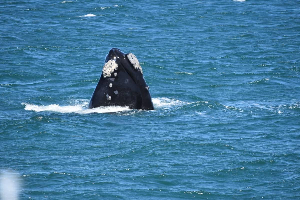 A whale's head breaks the surface