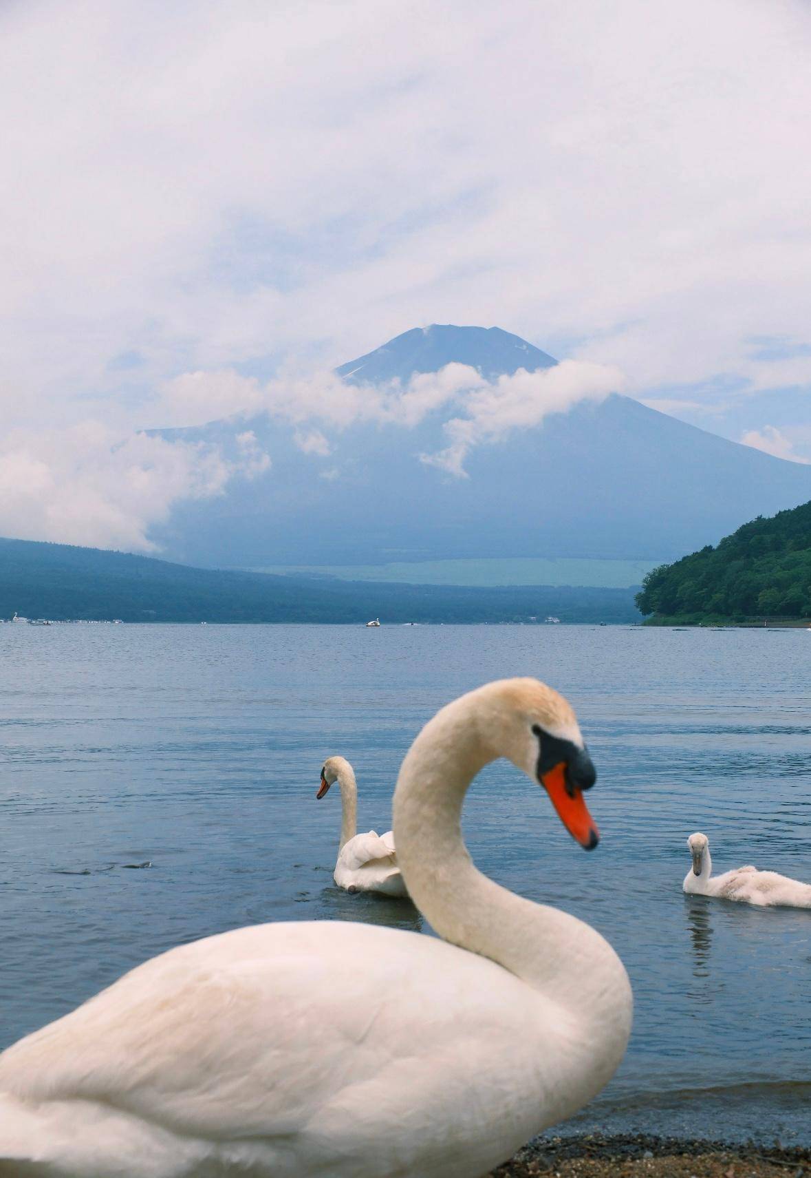 A swan on Lake Yamanaka with Fuji behind