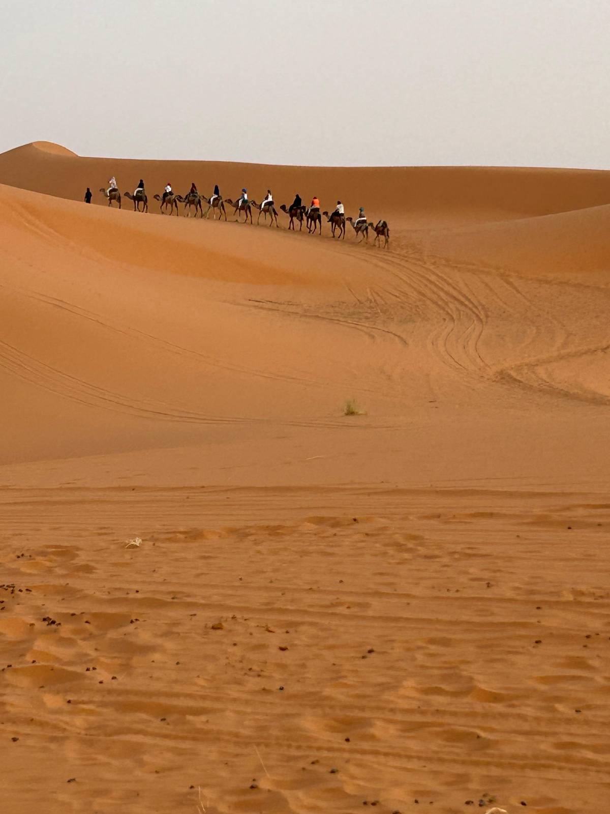 A camel caravan crossing a high orange dune