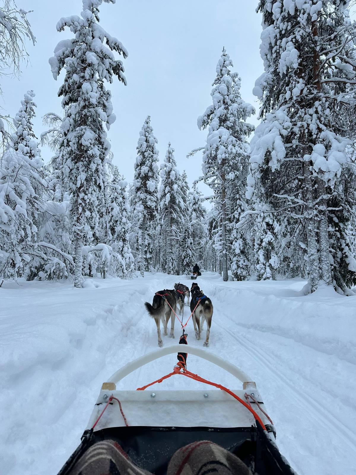 A trail through spruce trees bent under fresh snow