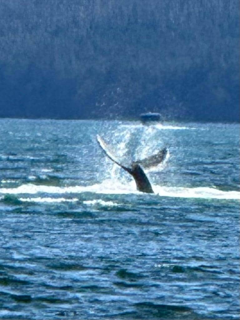 A humpback lifts its fluke