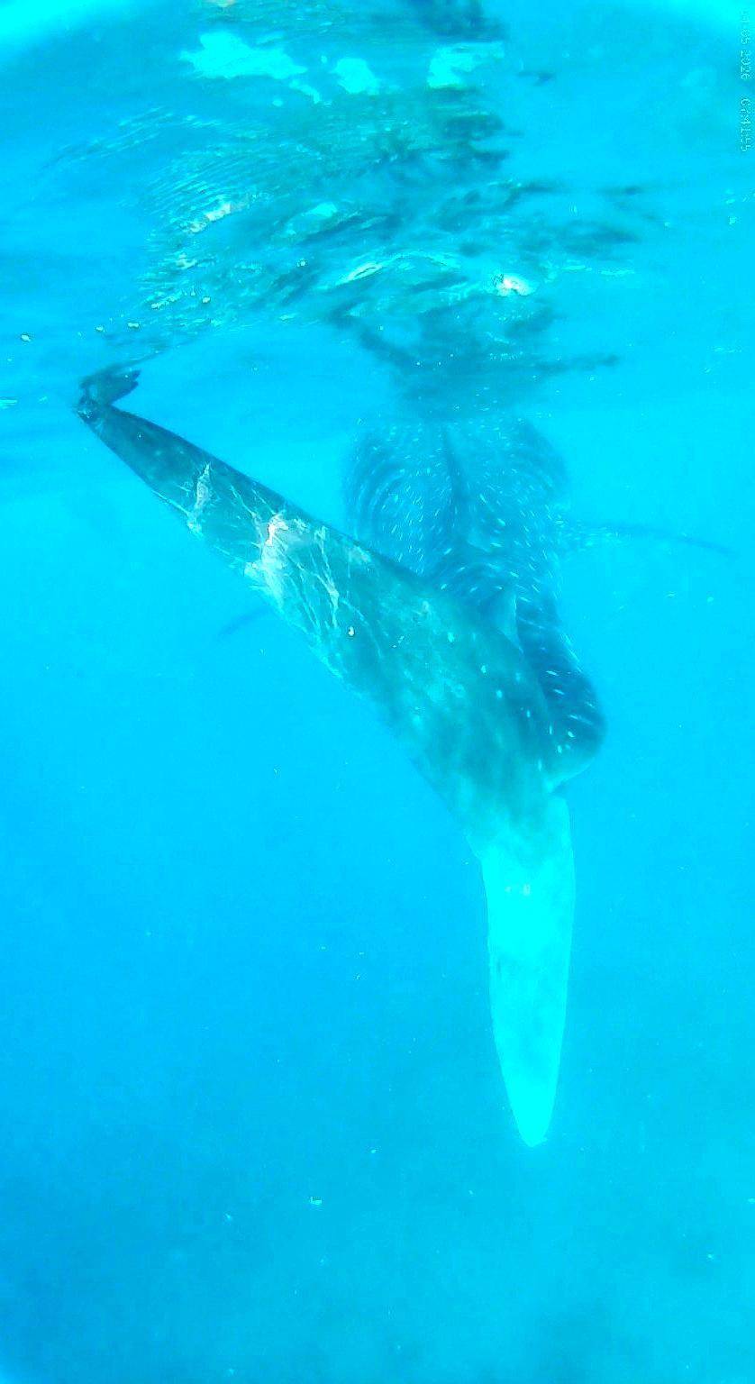 A whale shark gliding through clear blue water