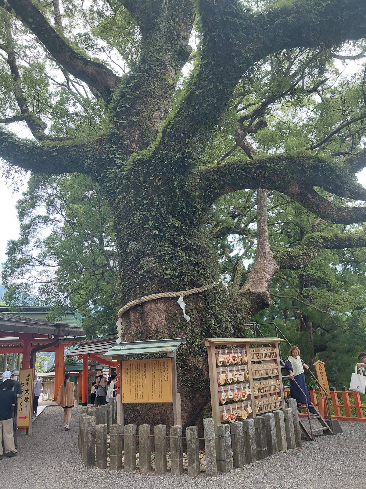 A giant old camphor tree hung with prayer plaques