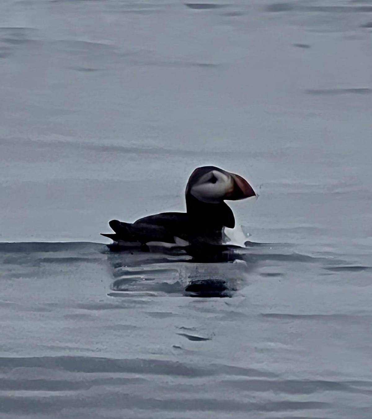 A puffin resting on the water
