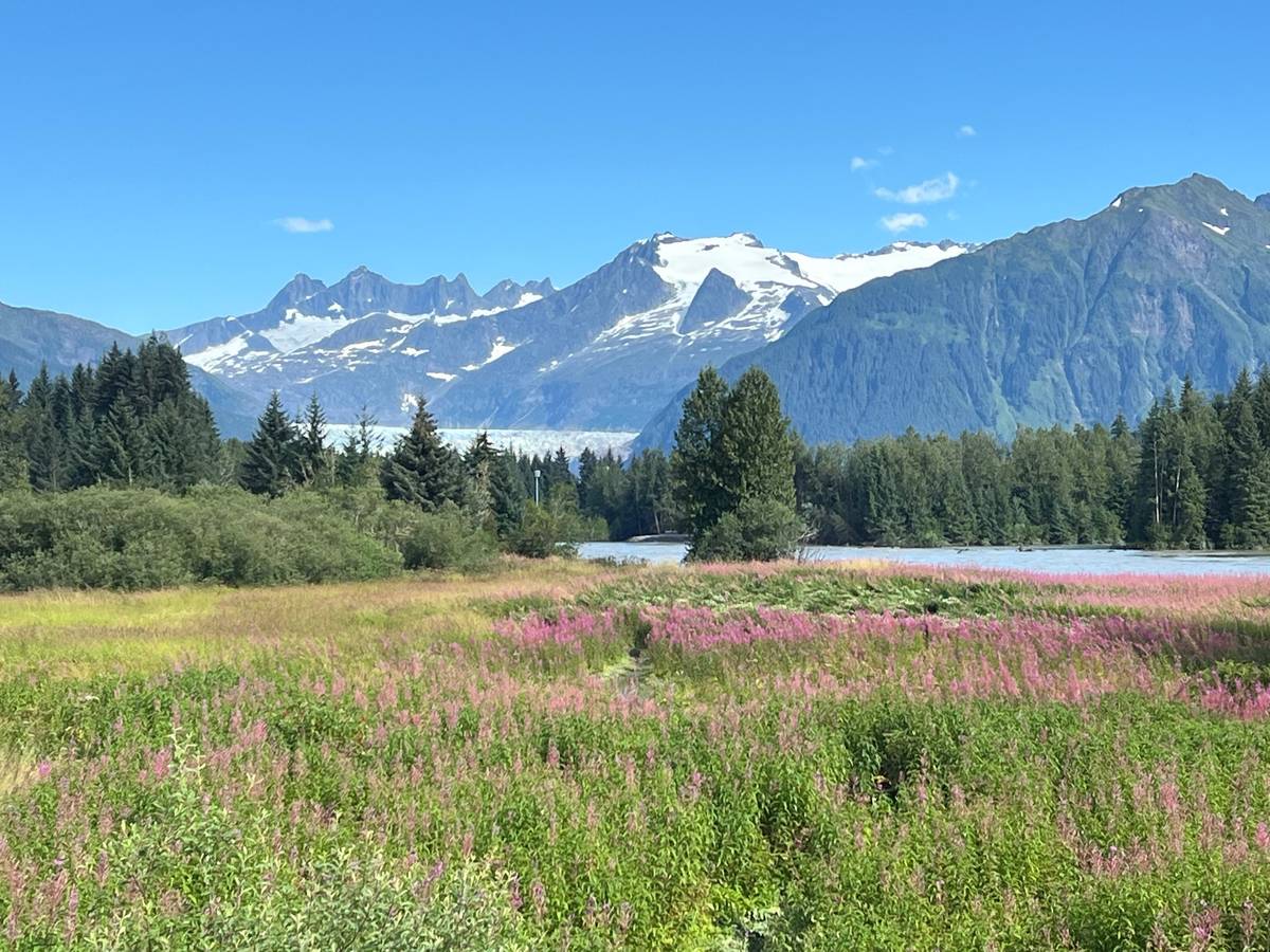 Fireweed below the peaks of the Mendenhall valley