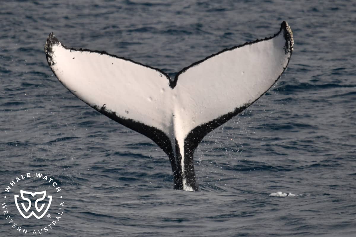 2-hour luxury whale watching cruise from Fremantle