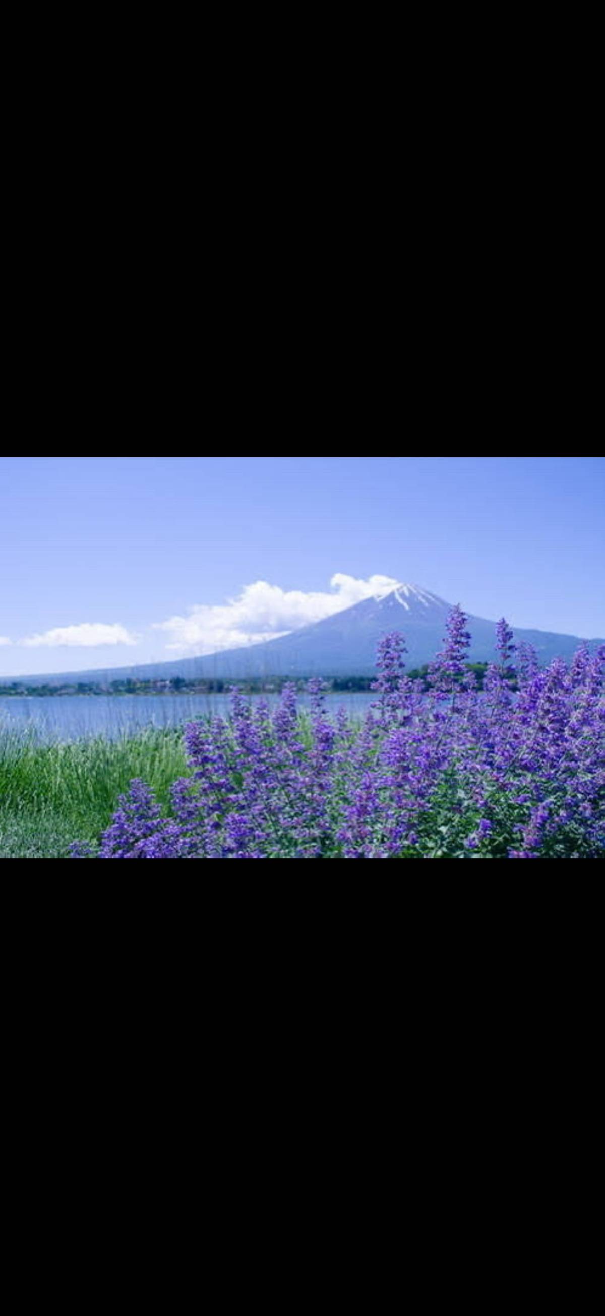 Purple flowers on a lakeshore facing Mount Fuji