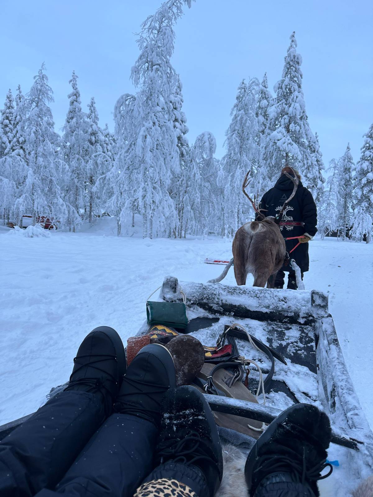 Levi: Reindeer Sleigh Ride in the Snowy Forest