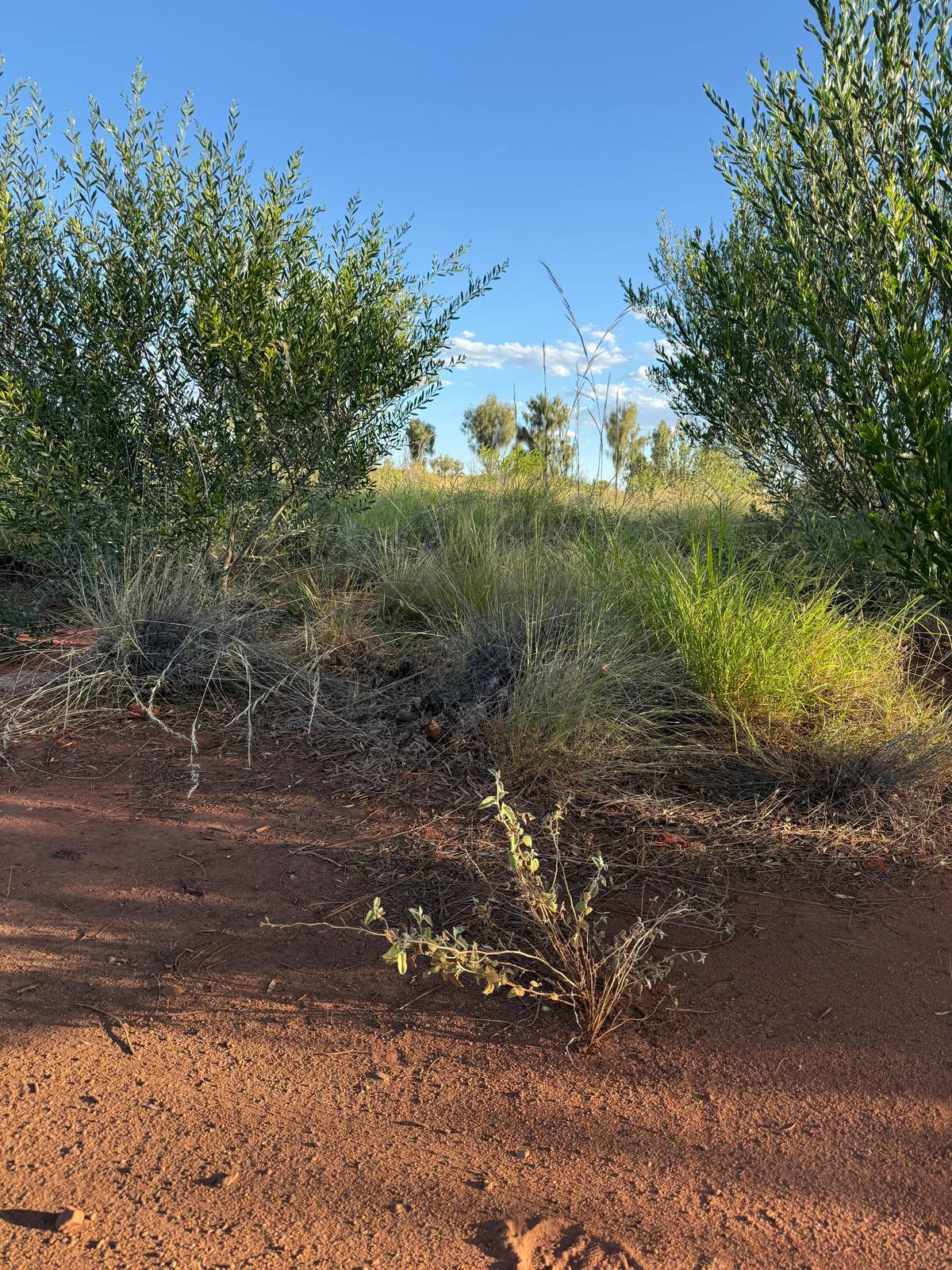 From Yulara: 3-Hour Small Group Kata Tjuta Afternoon Tour