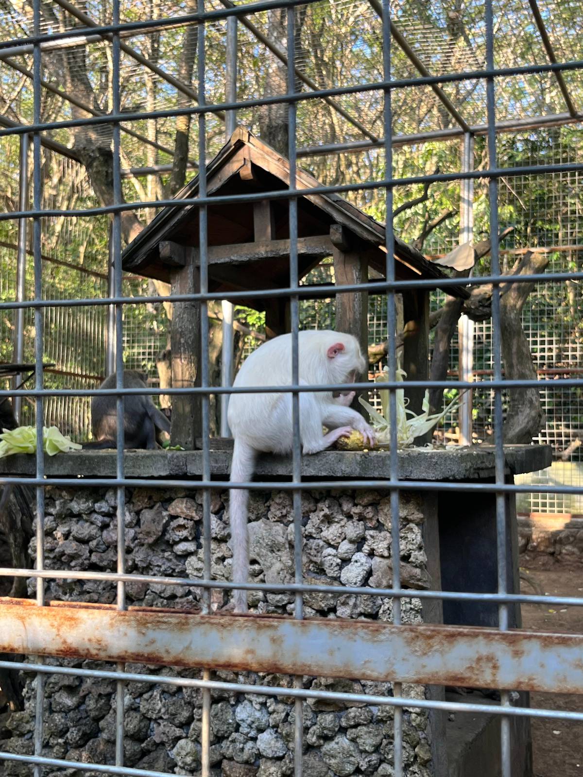 The white macaque, Kept for its safety