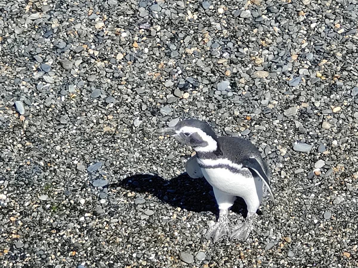 Ushuaia: Beagle Channel and Penguin Island