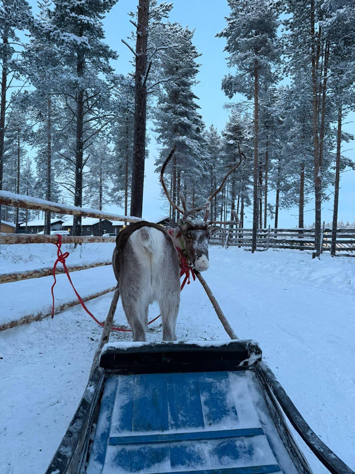 Reindeer sleigh ride in Levi: what happens, minute by minute