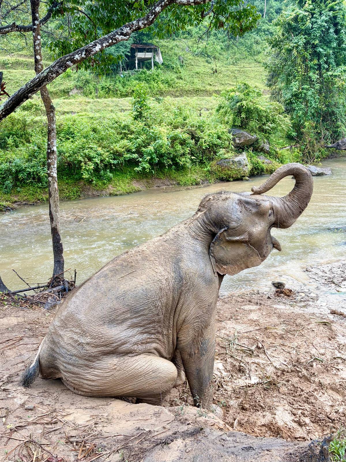 An elephant sitting in the river shallows with its trunk raised