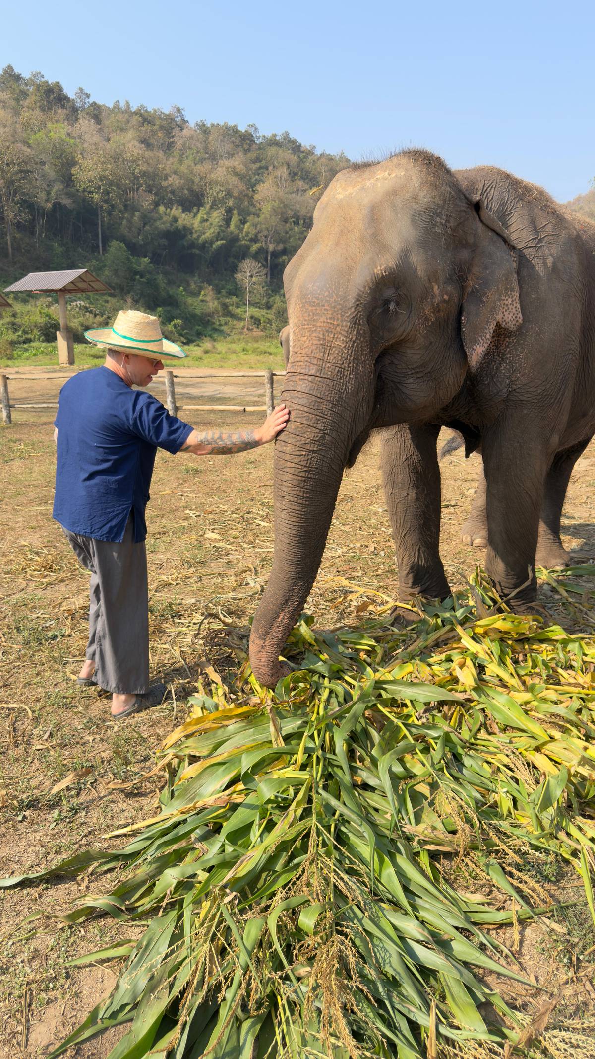 Chiang Mai: Small Group Ethical Elephant Sanctuary Tour