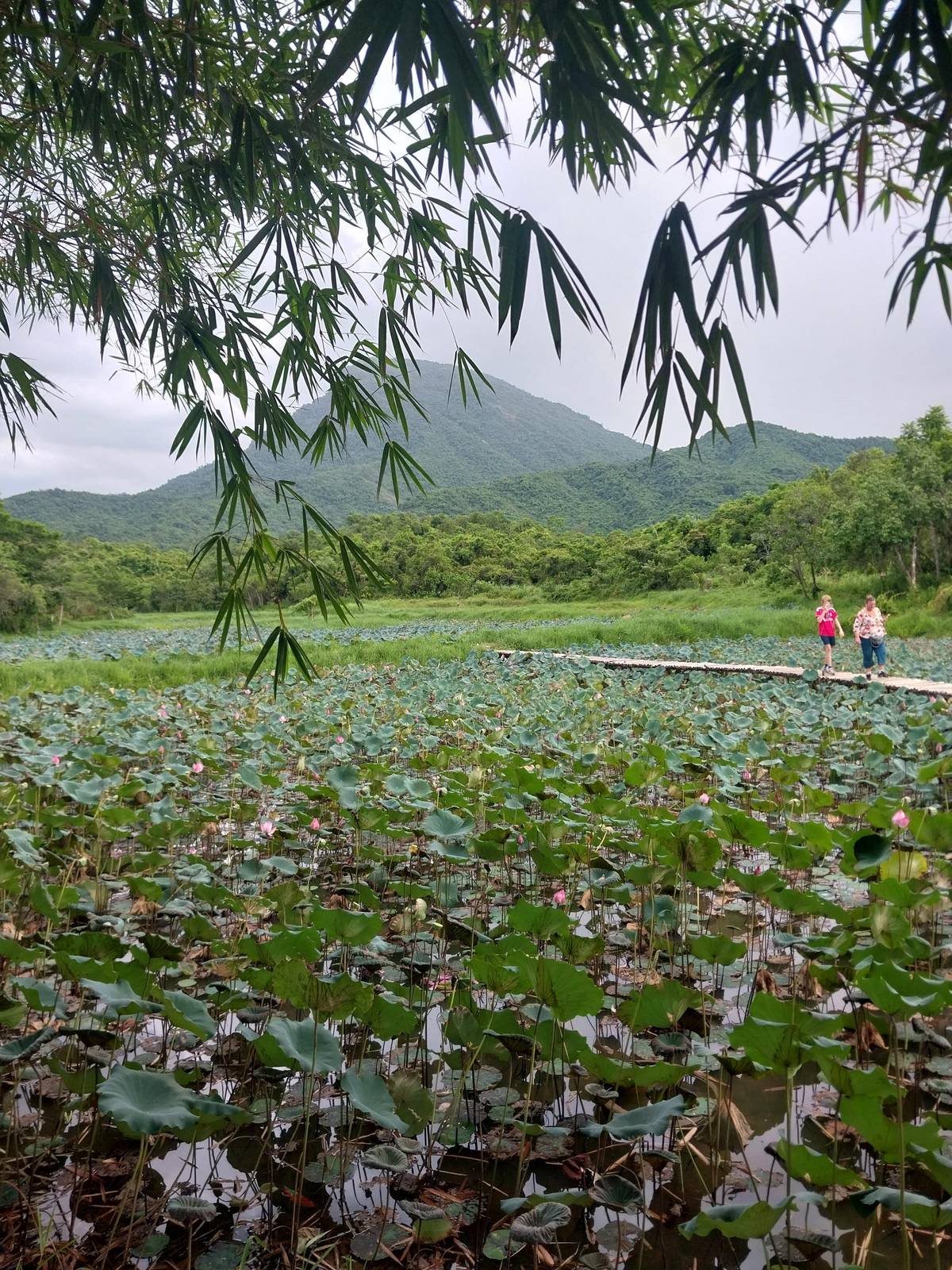 Un estanque de lotos en el valle con montañas verdes al fondo