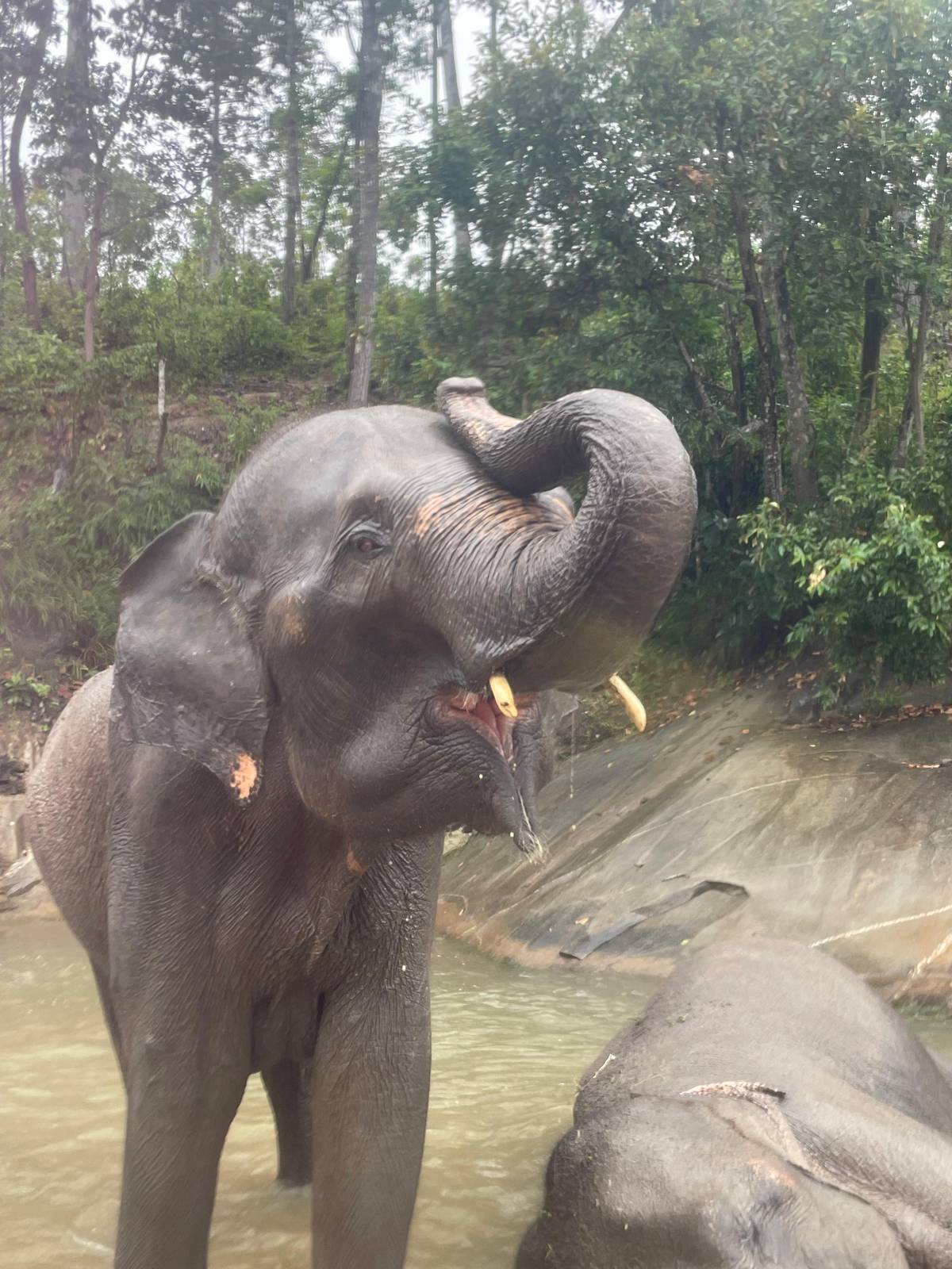 An elephant in the river lifting its trunk to spray