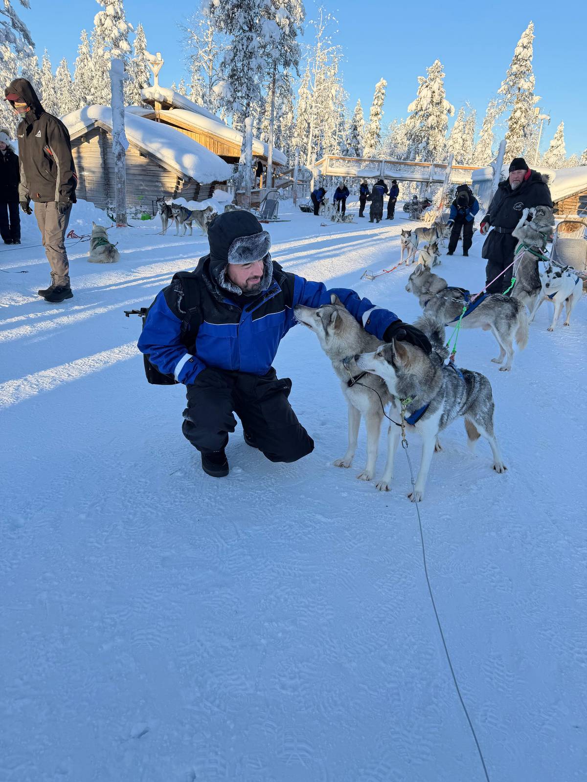A guest crouching to greet a pair of harnessed huskies