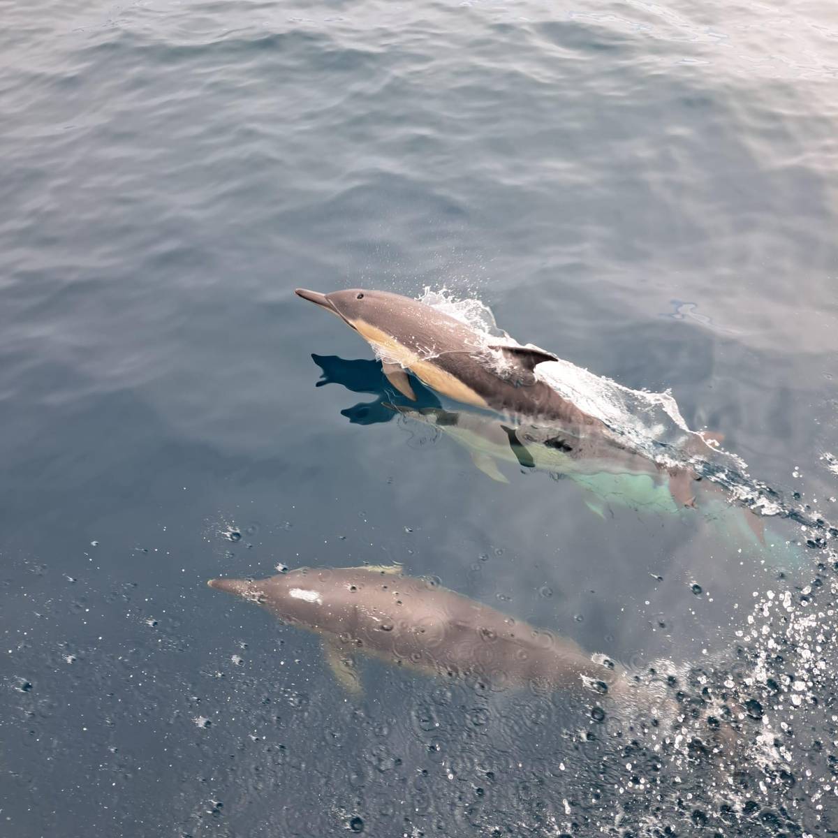 Two dolphins swim beside the boat