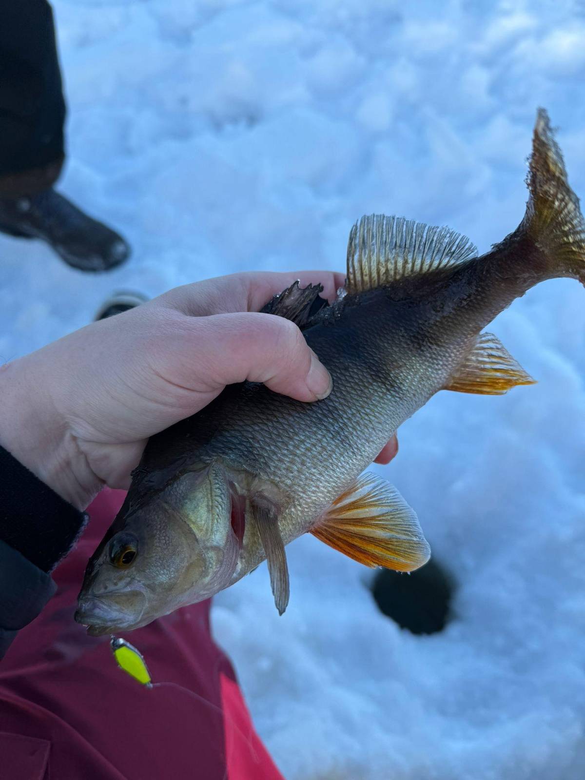 Reindeer Experience, Ice Fishing and Lunch in the Wild