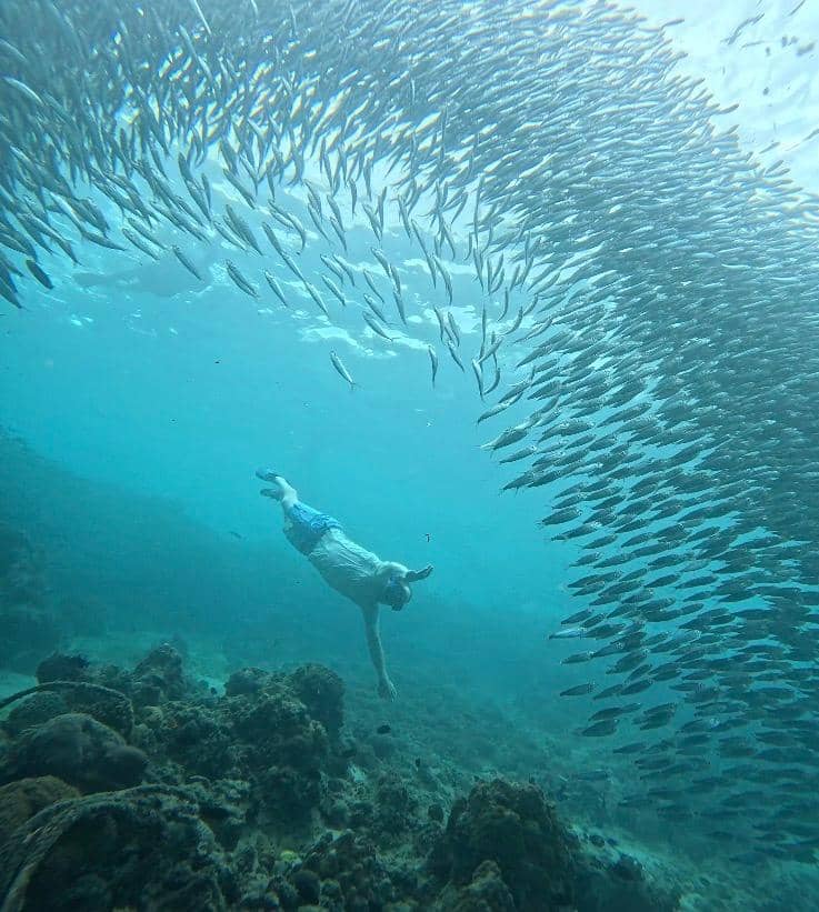 A swimmer diving beside a wall of sardines